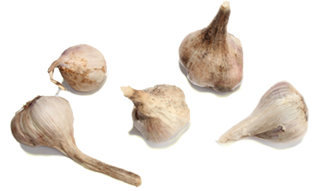 garlic